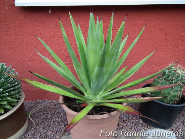 Agave angustifolia